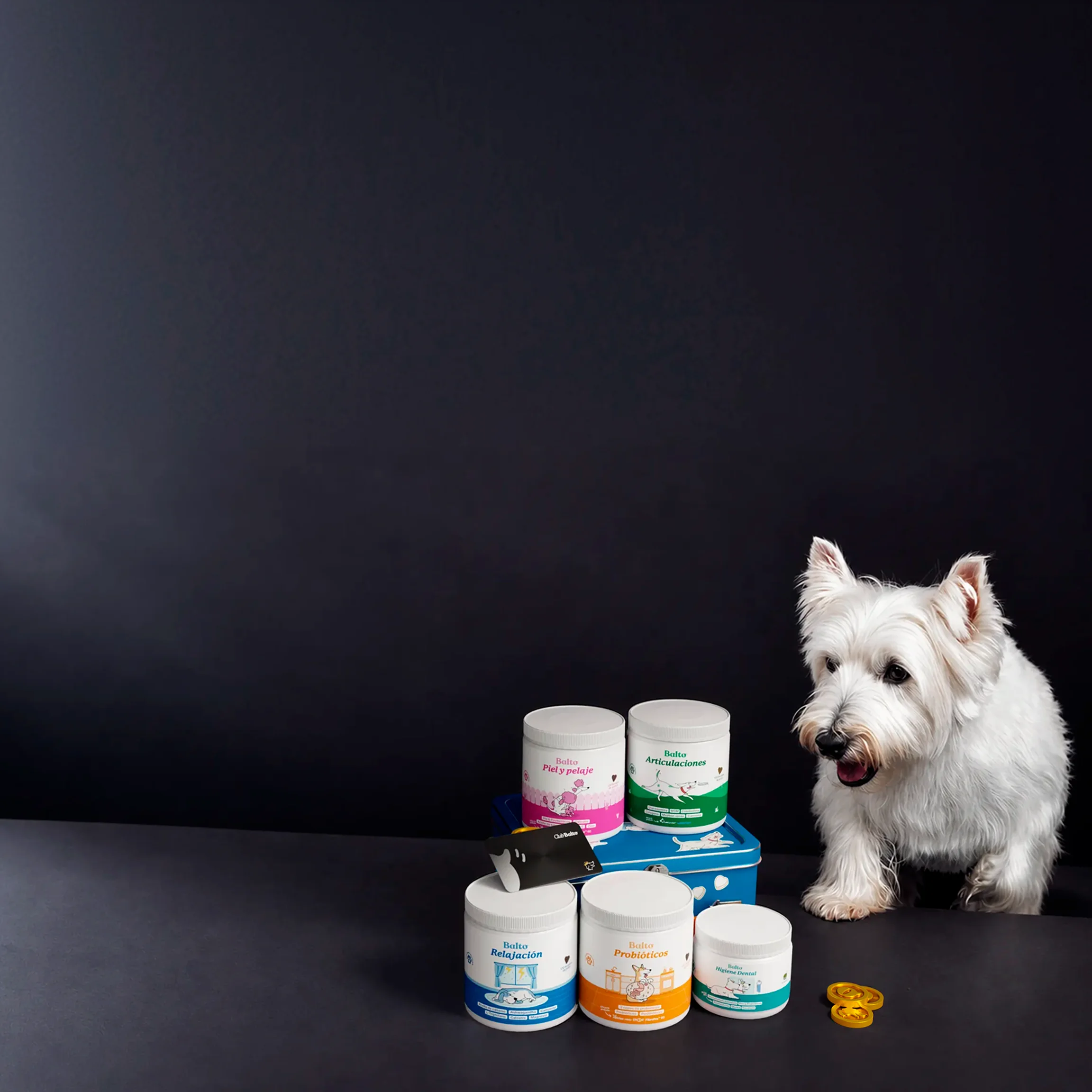 Botes de complementos Balto y una tarjeta Club Balto, rodeados de monedas doradas, junto a un Westie